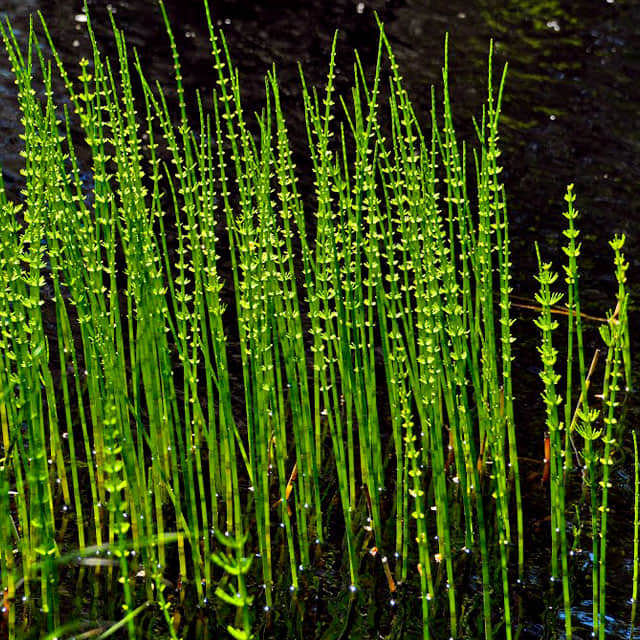 Equisetum fluviatile