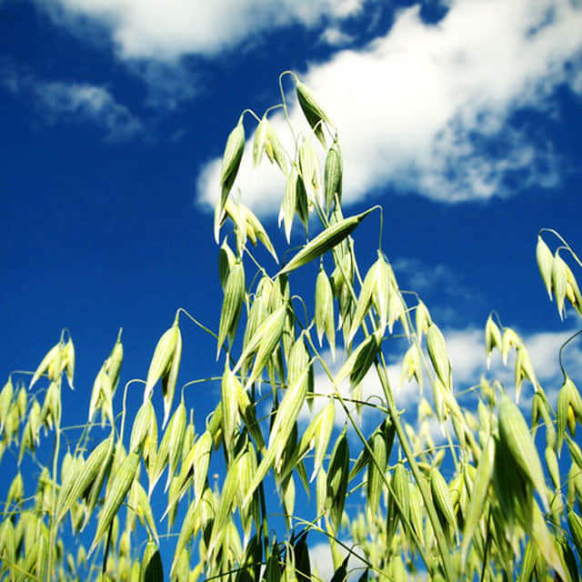 Avena sativa