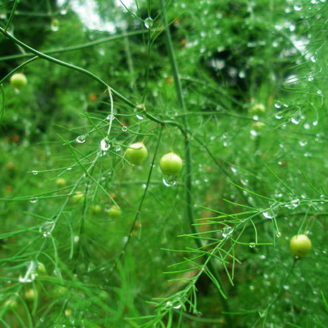 Asparagus officinalis