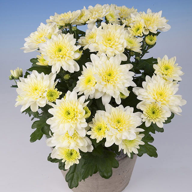 Chrysanthemum Castilho White Fine Webbing