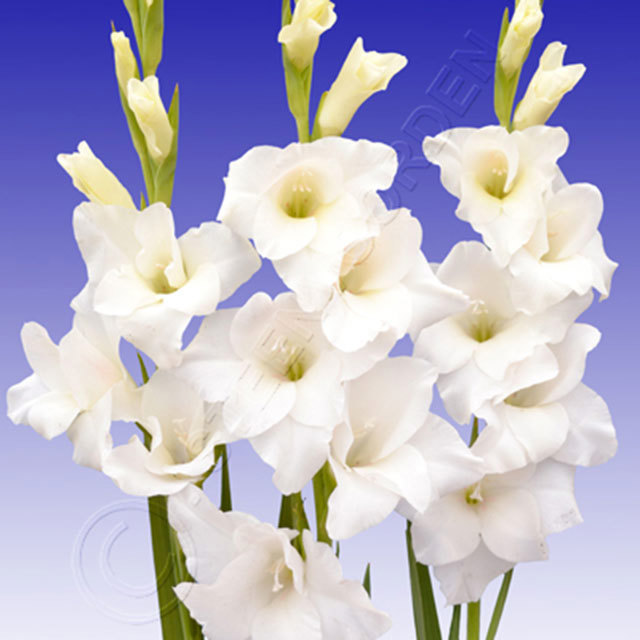 Gladiolus Columbus