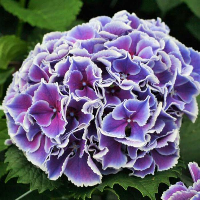 Hydrangea macrophylla Magical Serenade Drooping Leaves