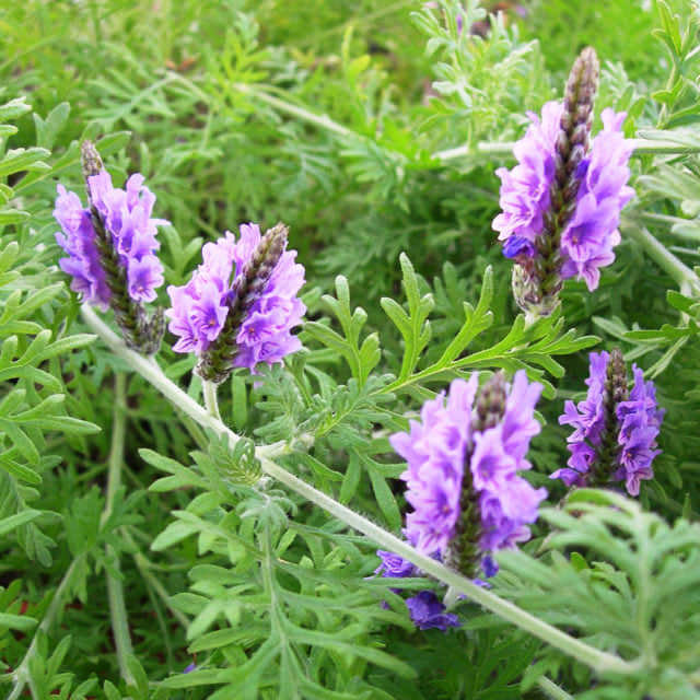 Lavandula multifida Spanish Lace Leggy Stems