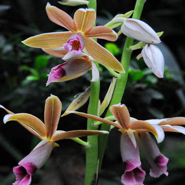 Phaius tankervilleae