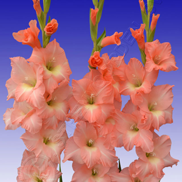 Gladiolus Rose Supreme