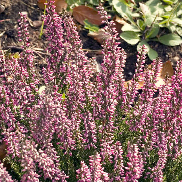 Erica carnea