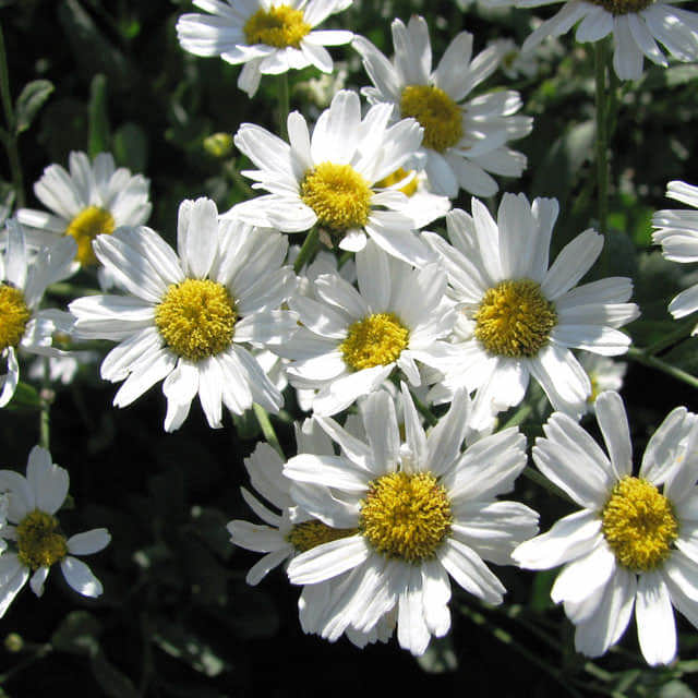 Tanacetum balsamita