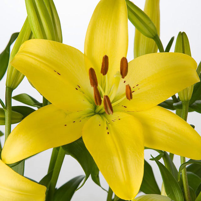 Lily R.Dazzle White Cottony Spots