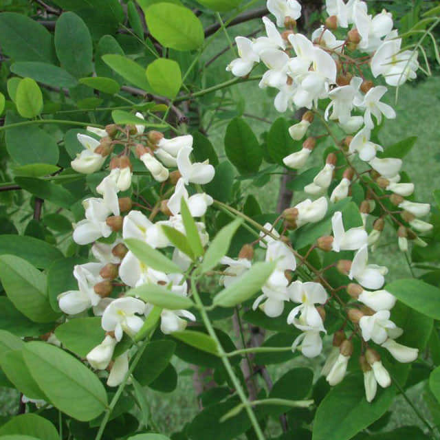 Robinia pseudoacacia