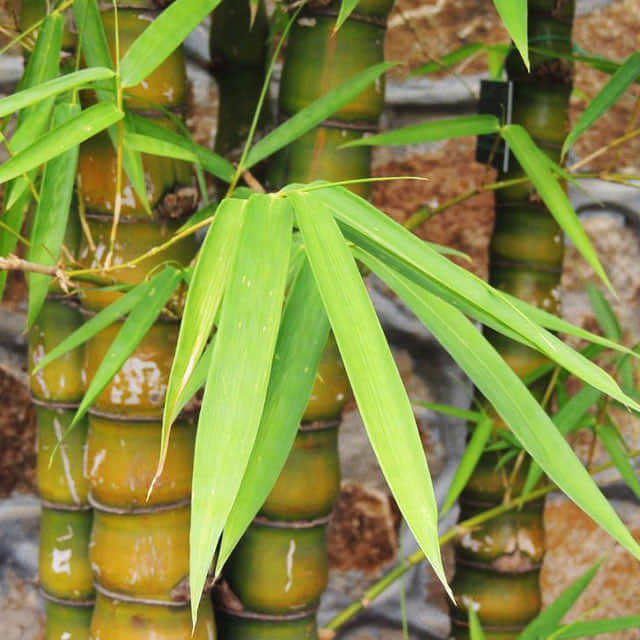 Bambusa vulgaris