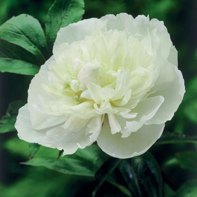 Paeonia suffruticosa Duchesse de Nemours