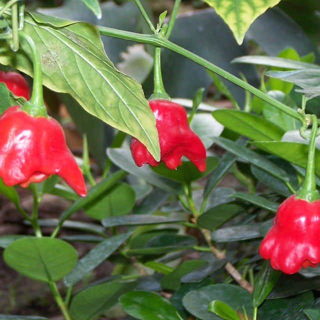 Capsicum baccatum