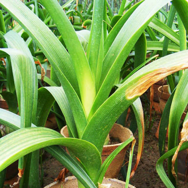 Urginea maritima