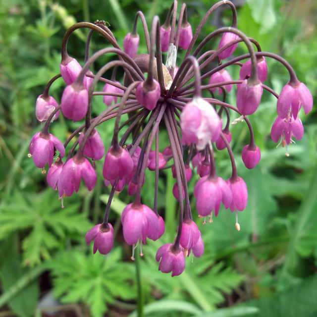 Allium cernuum