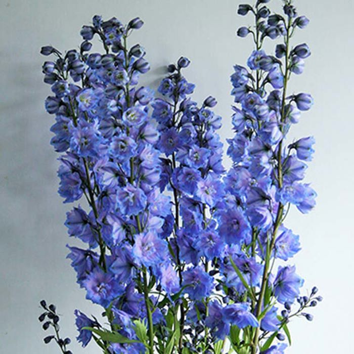 Delphinium delphis secret White Powder