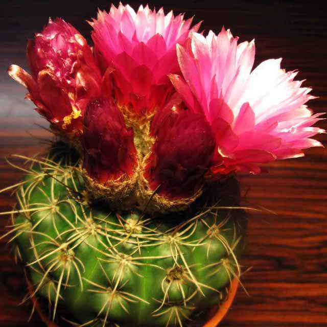 Notocactus uebelmannianus White Cottony Spots