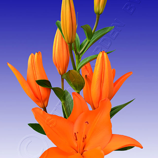 Lilium LA Hybrid Campeche