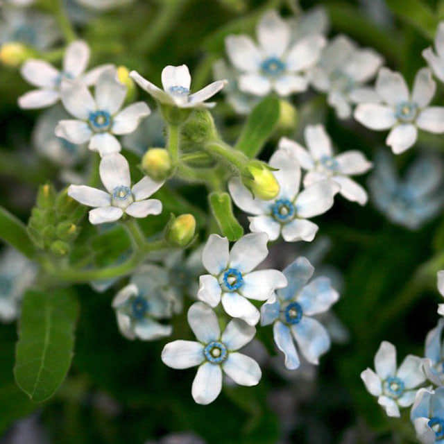Oxypetalum caeruleum