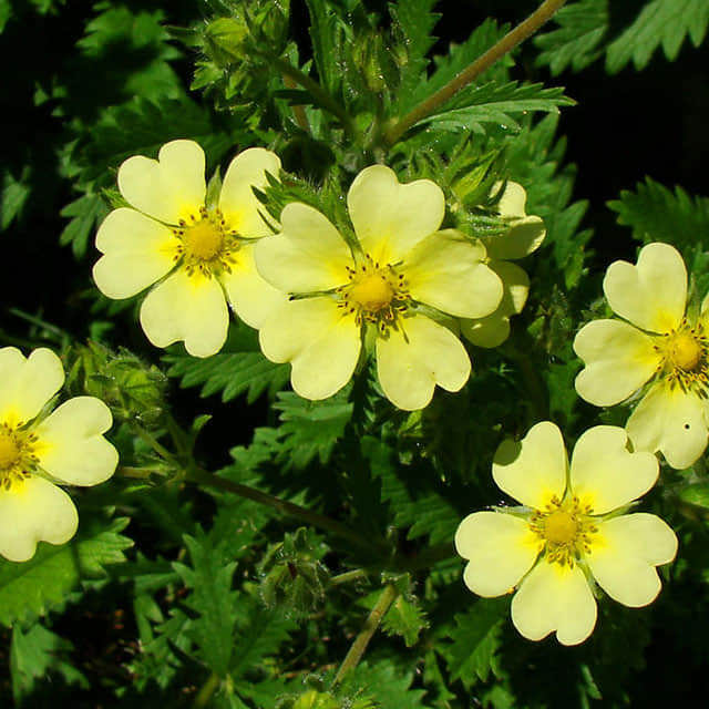 Potentilla nepalensis