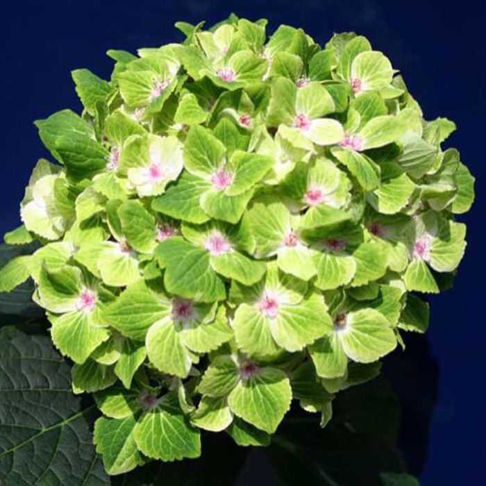Hydrangea macrophylla Magical Summergreen Sticky Leaves