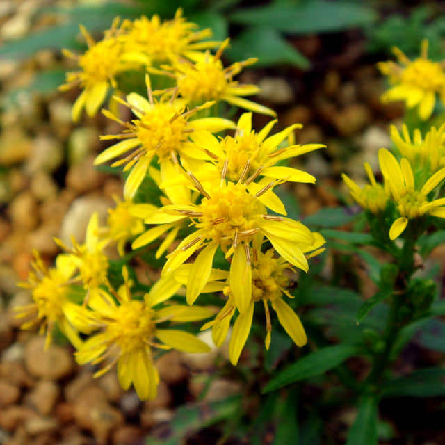 Solidago virgaurea