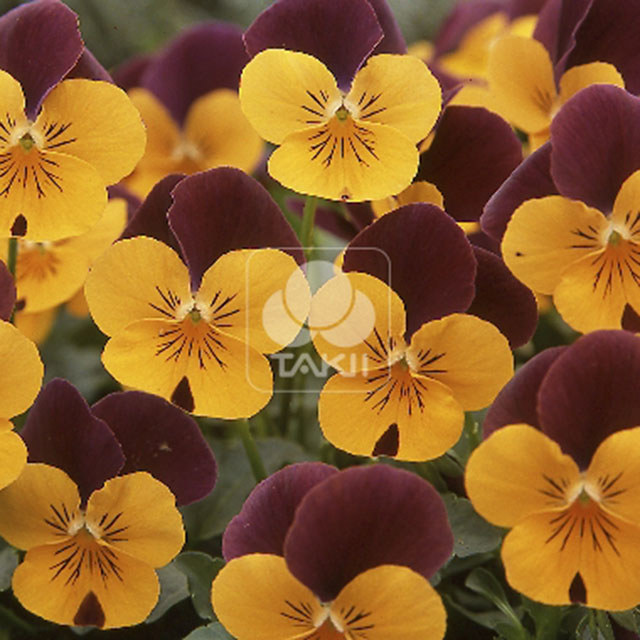 Viola cornuta Orange Red Wing Leggy Stems