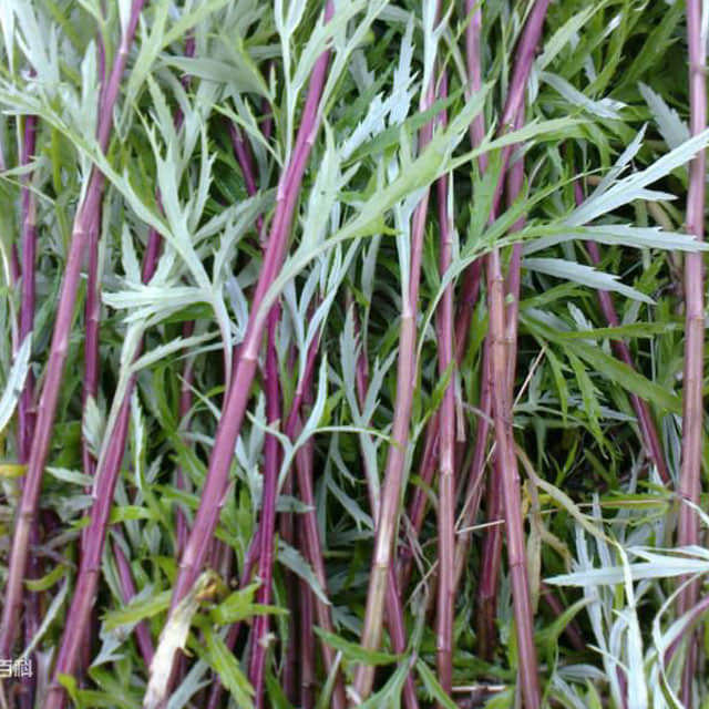 Artemisia arborescens