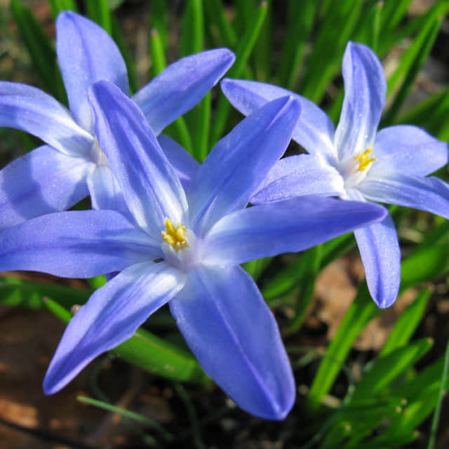 Chionodoxa forbesii