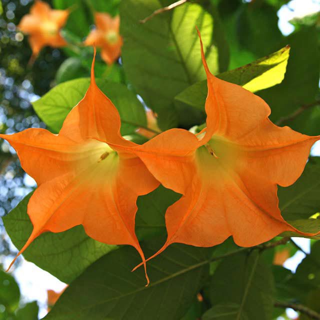Datura stramonium