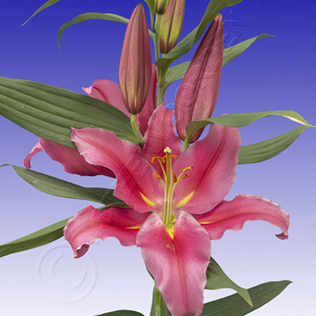 Lilium oriental Sandong Fine Webbing
