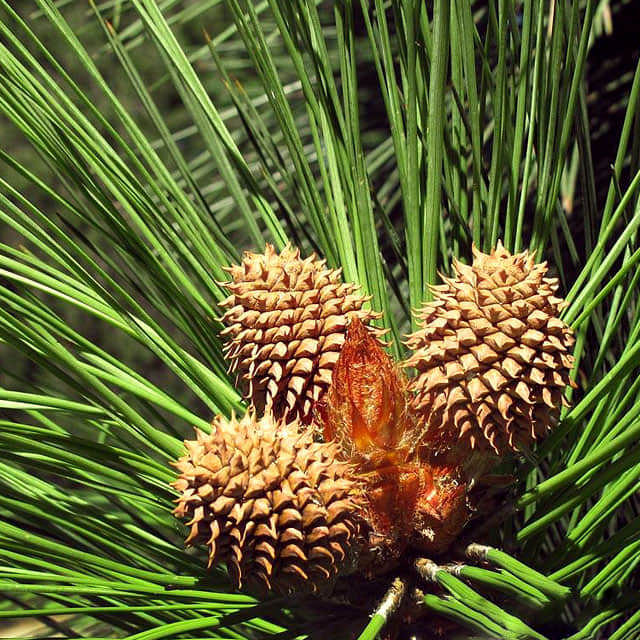 Pinus jeffreyi