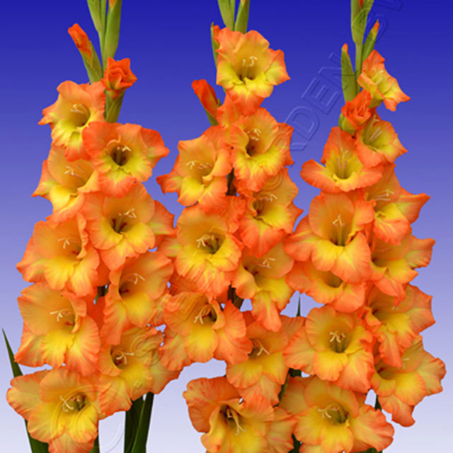 Gladiolus Savannah
