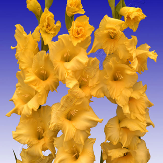 Gladiolus Jester Gold