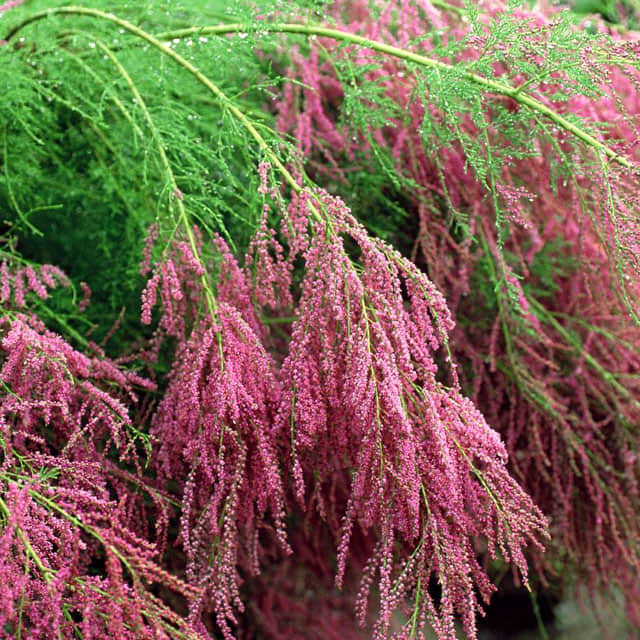 Tamarix ramosissima
