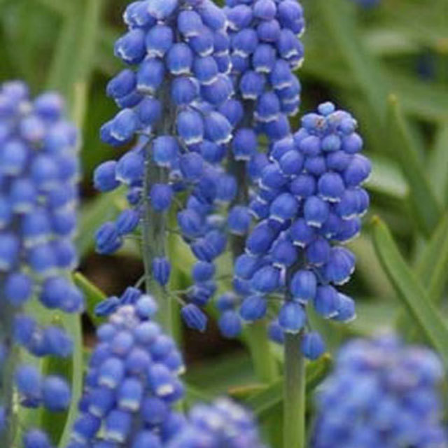 Muscari Big Smile