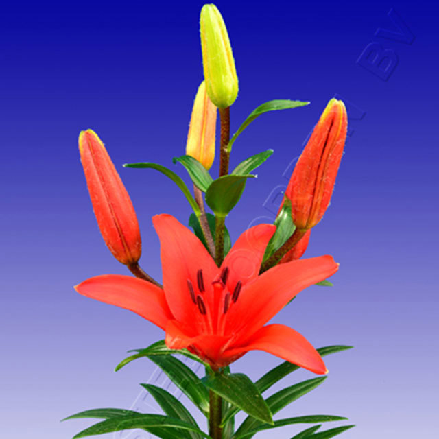 Lily Blushing Joy Caduta delle foglie