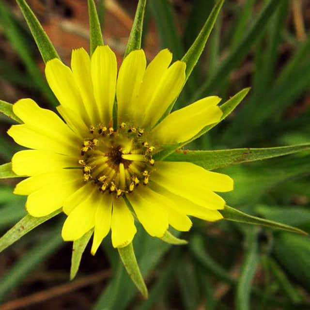 Tragopogon dubius