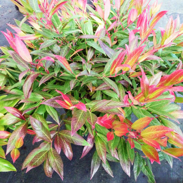 Leucothoe axillaris