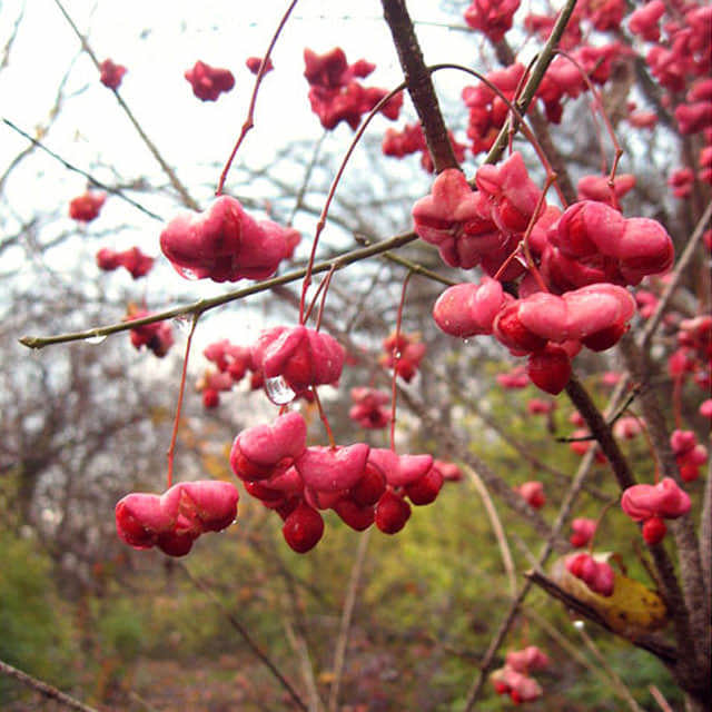 Euonymus atropurpureus