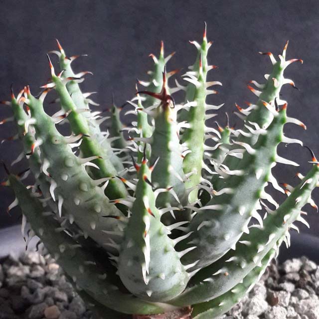 Aloe erinacea