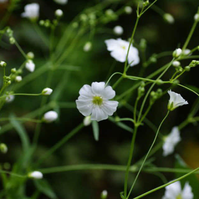 Gypsophila elegans