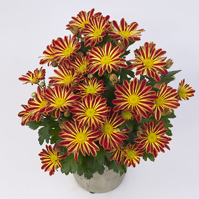 Chrysanthemum Robinho Red