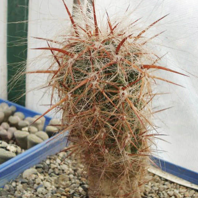 Oreocereus celsianus Macchie bianche cotonose