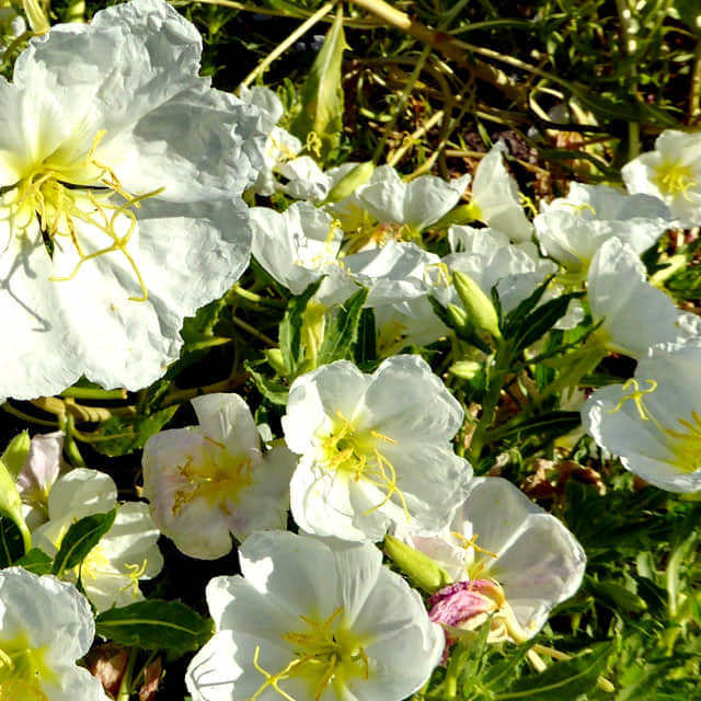Oenothera pallida