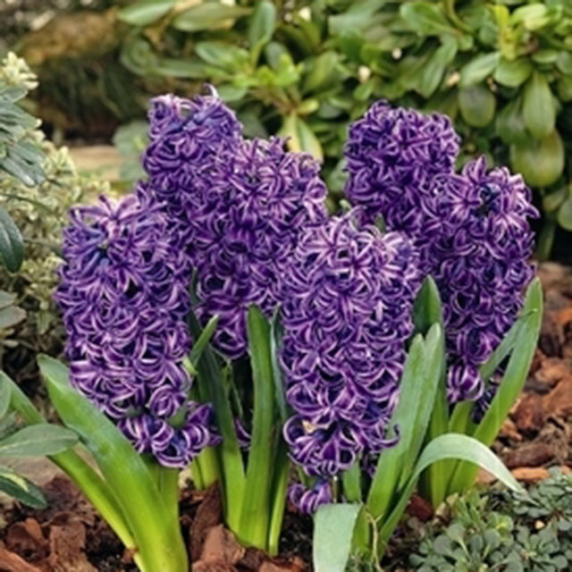 Hyacinthus orientalis Blue Pearl Tiny Black Flies