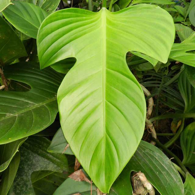 Philodendron panduriforme Leggy Stems