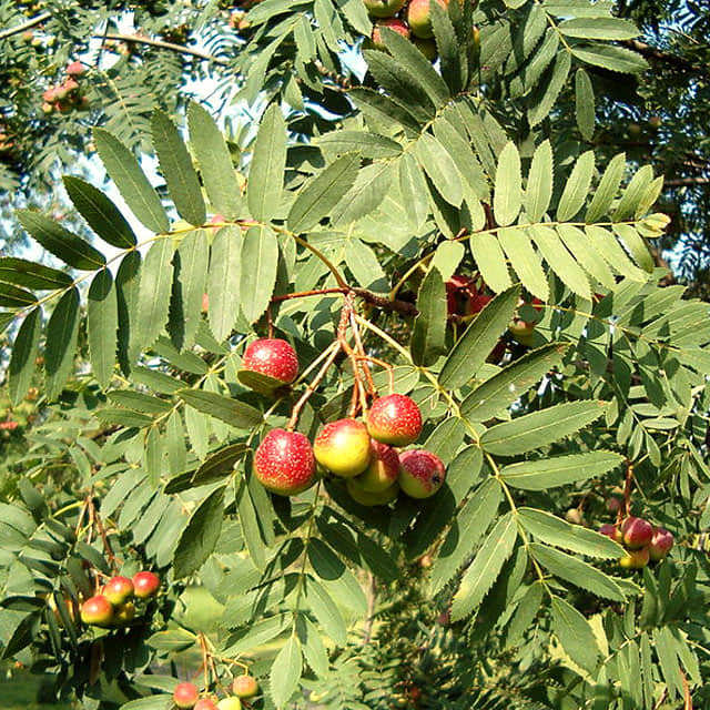 Sorbus domestica