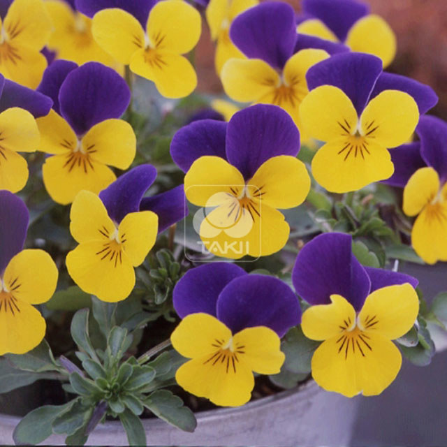 Viola cornuta Gold Purple Wing Fine Webbing