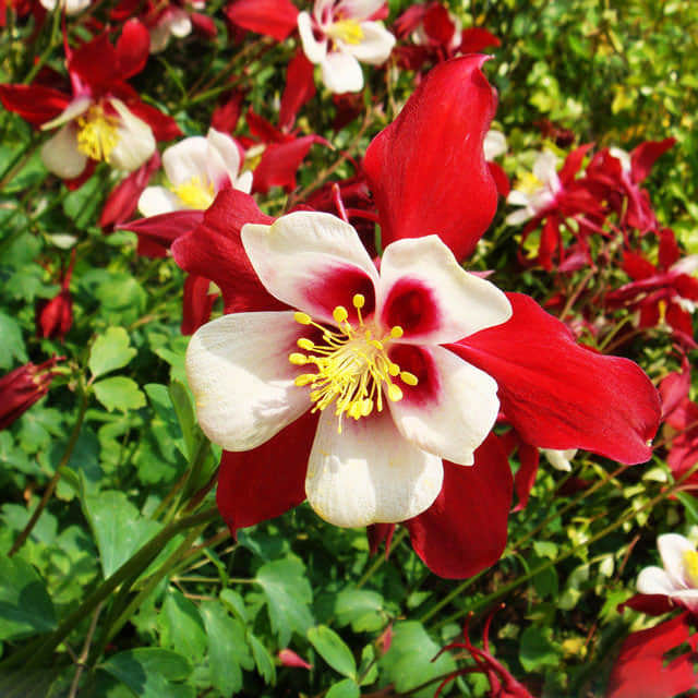 Aquilegia vulgaris