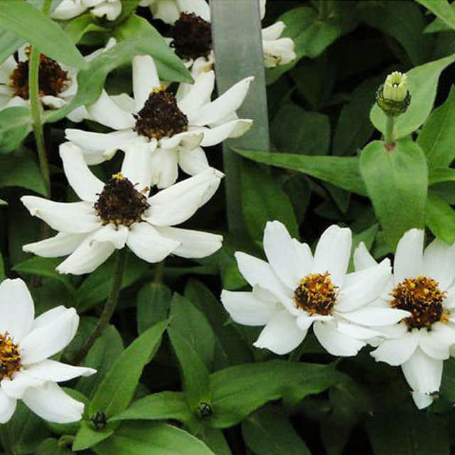 Zinnia marylandica Sticky Leaves